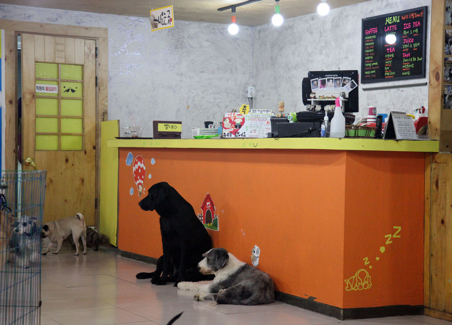 Bit of Sugar Dog Cafe in Myeong Dong Korea