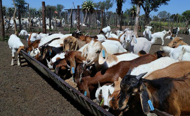 Goat farming business plan ppt image