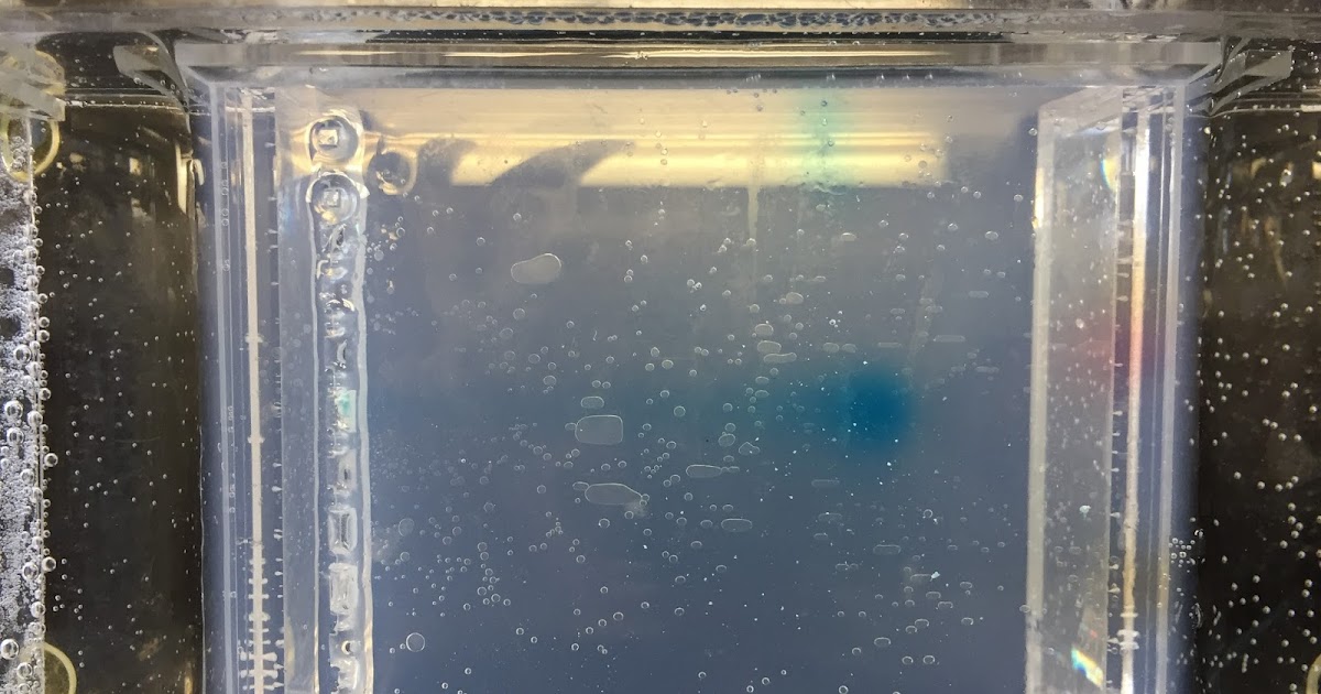 Connor Galvin's Biology Blog Candy Electrophoresis Lab