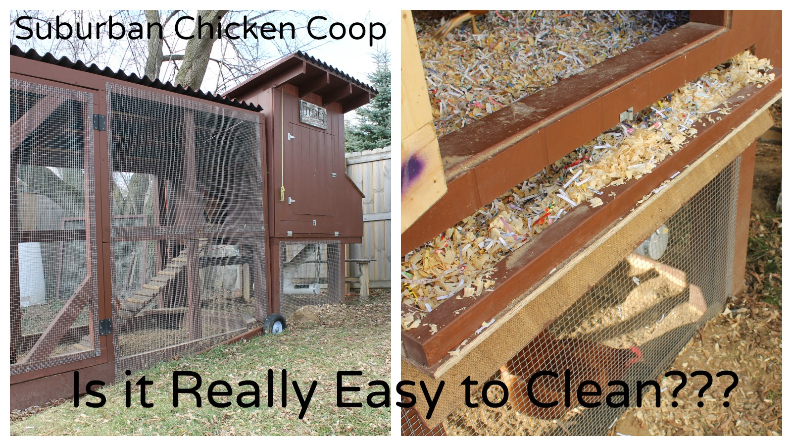 Is the "Easy-To-Clean" Suburban Chicken Coop Really Easy ...