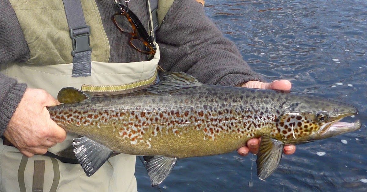 Atlantic Salmon Flies Connecticut Broodstock Atlantic Salmon Season