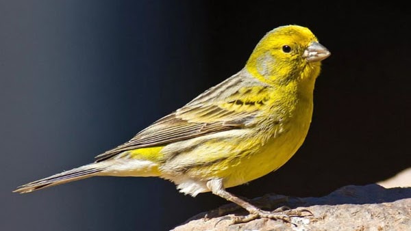 Jenis Dan Harga Burung Kenari Isian Gacor 2019