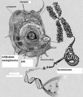 Pada sel yang berinti (eukariot), faktor pembawa sifat disimpan di dalam kromosom