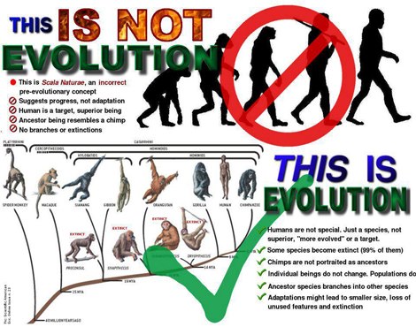 Bukti Teori Evolusi Terbantahkan