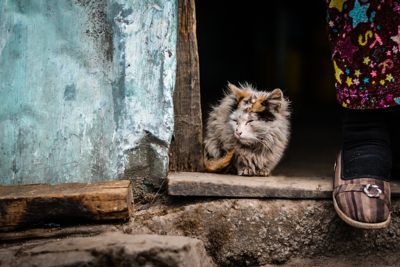 Himmy Solution: TANDA-TANDA KUCING ANDA AKAN MATI, NO. 9 YANG PALING BIASA AKAN TERJADI!