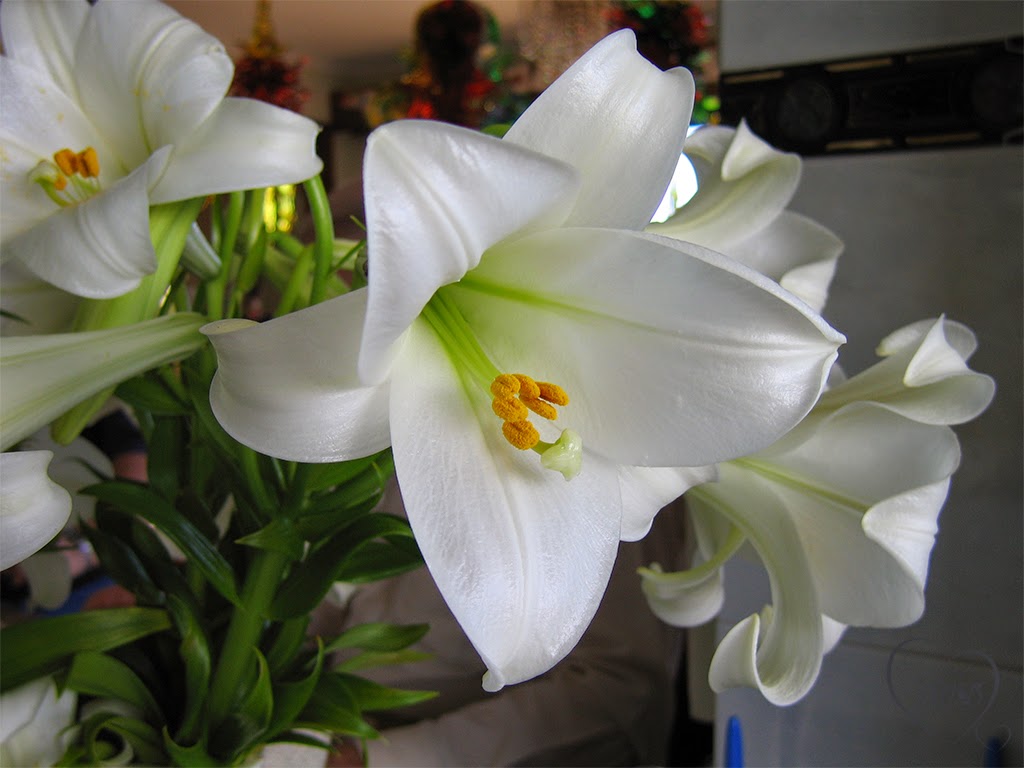 thoughts & happenings The Christmas Lily