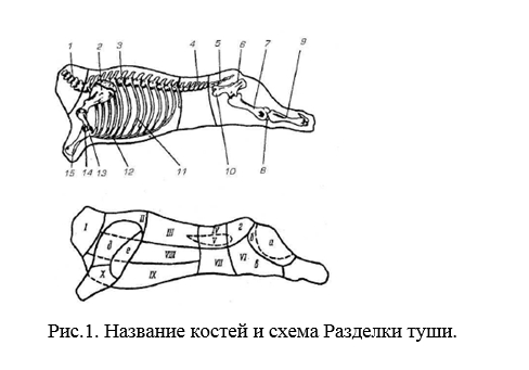 Разделка медведя схема