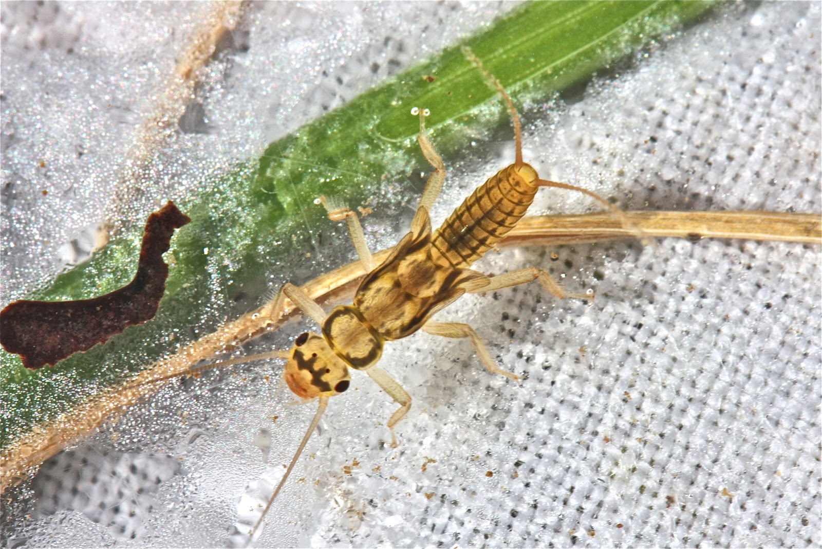 Aquatic Insects of Central Virginia: The Leuctrids (Rolledwinged ...