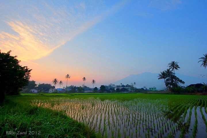 Hari Baik Bercocok Tanam Dan Tata Cara Mengerjakan Sawah