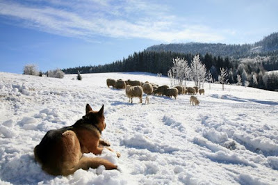 German Shepherd Alsatian breed behaviour