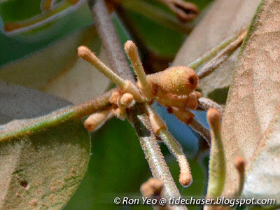 Rusty-leaf Mistletoe (Scurrula ferruginea)