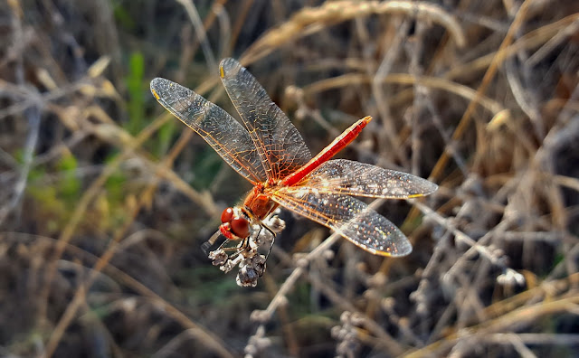 Libélula roja y curiosidades de las libélulas