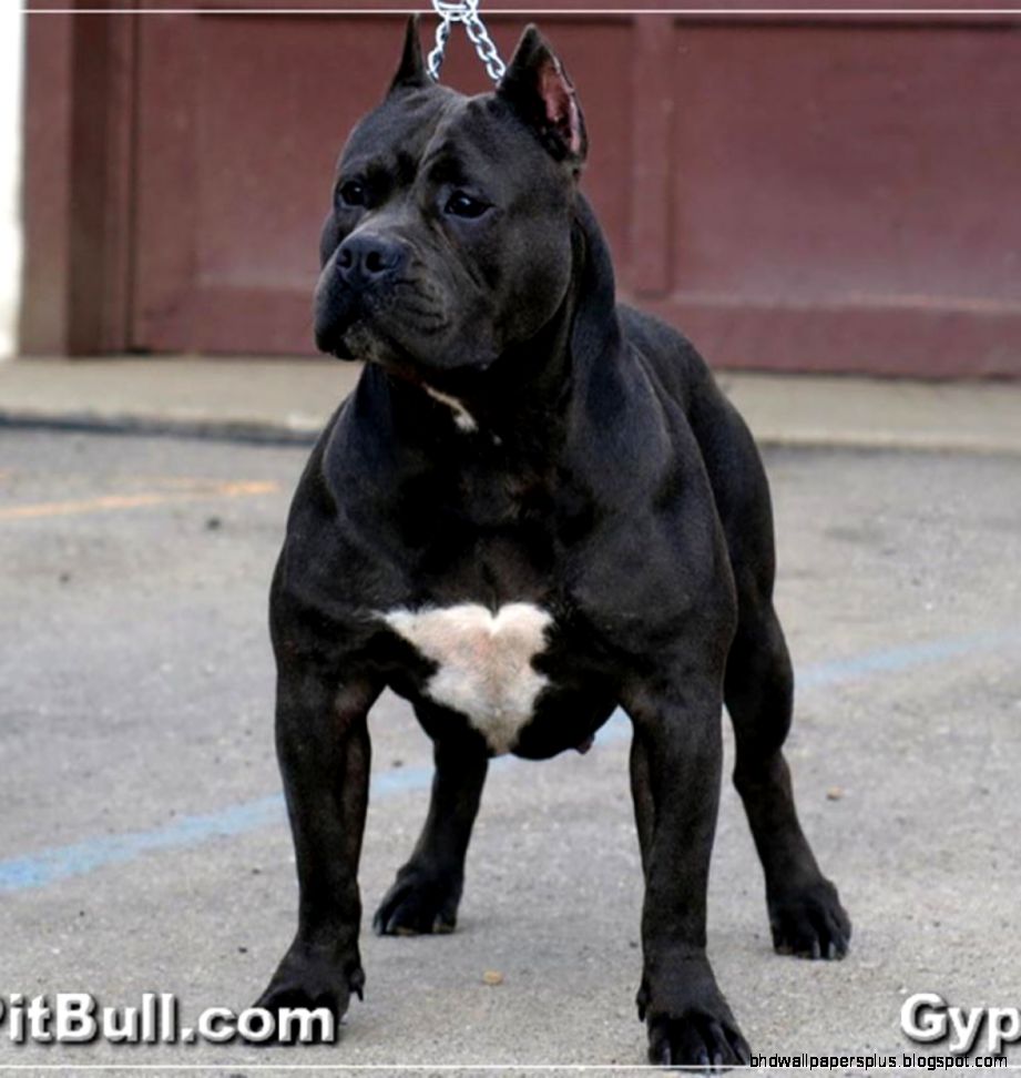 Black Pitbull Dogs