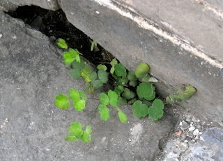 unidentified plant growing on the Great Wall