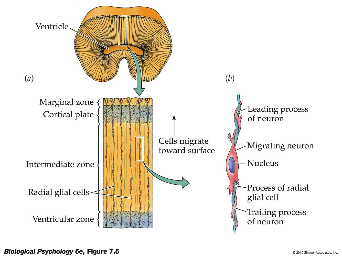 Life After Being A Student My Mission To Learn Neurodevelopment