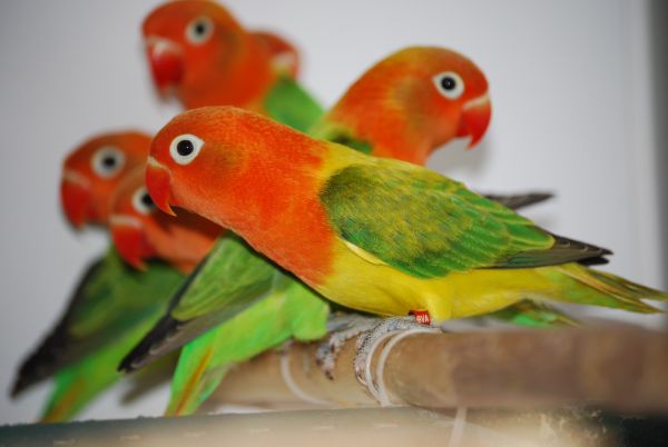 Tips Mencetak Lovebird Blorok Dengan Mudah Bagi Pemula Pamankicau