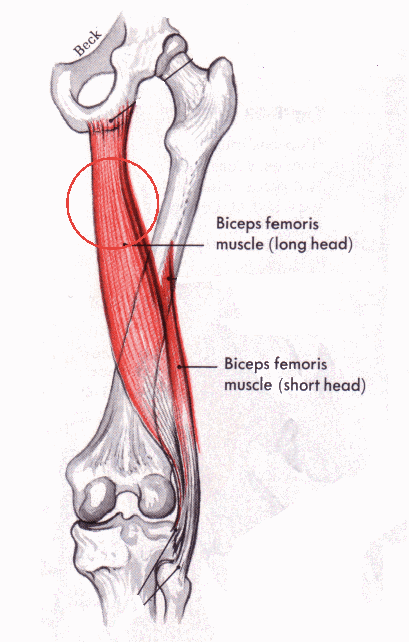 Blog de Fisioterapia Estiramiento Analítico Miotendinoso del Bíceps Femoral