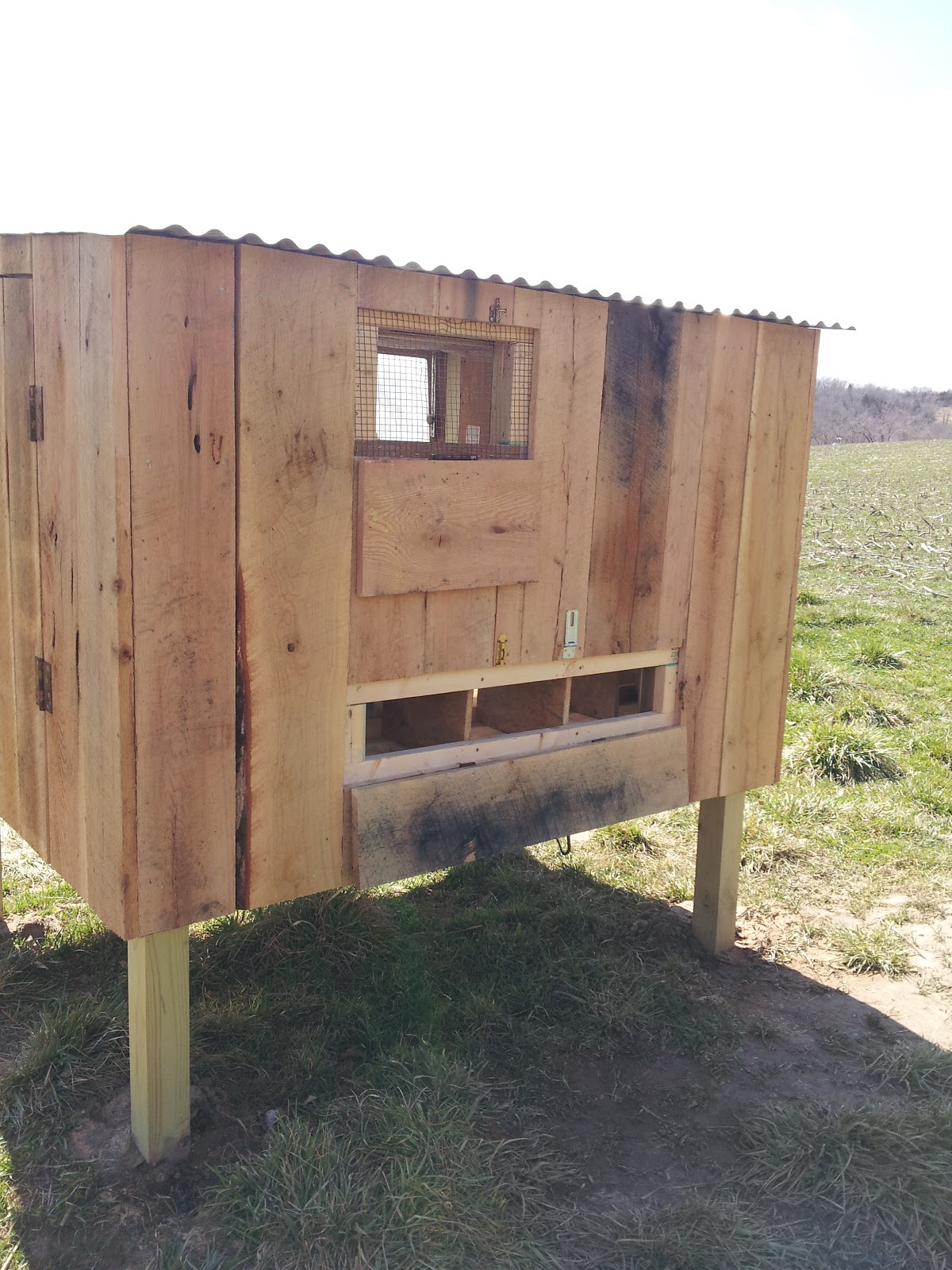 Linden Tree Farm Coop BackYard Chickens