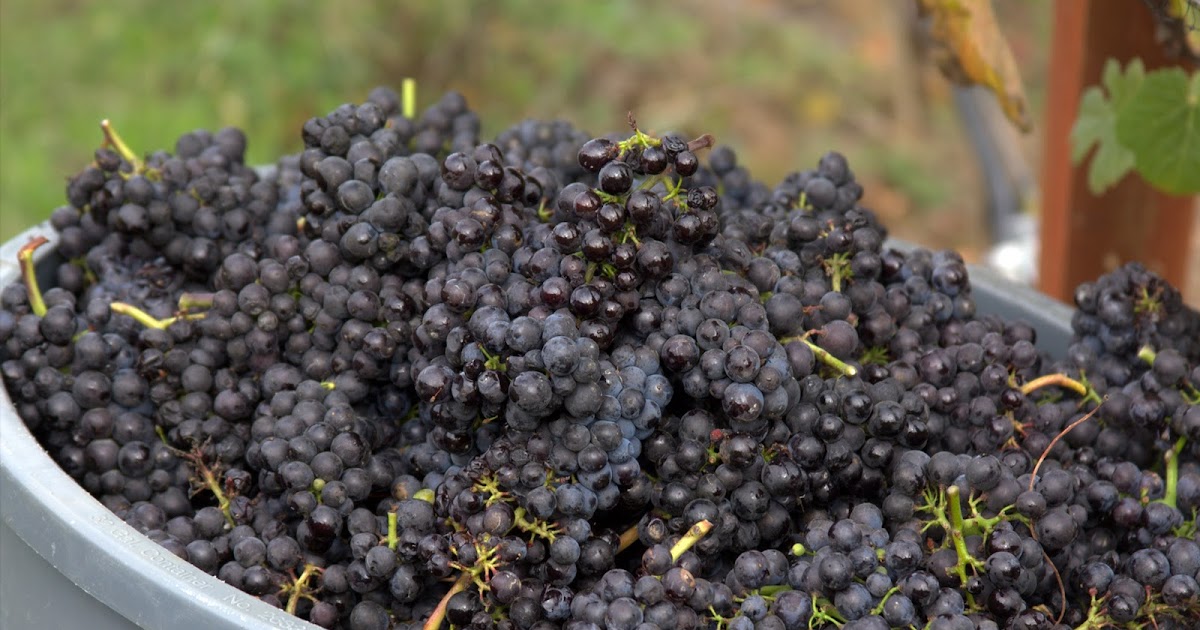 Harvest Time In Willamette Valley: Abbelone Vineyards ~ The Northwest Wine Anthem