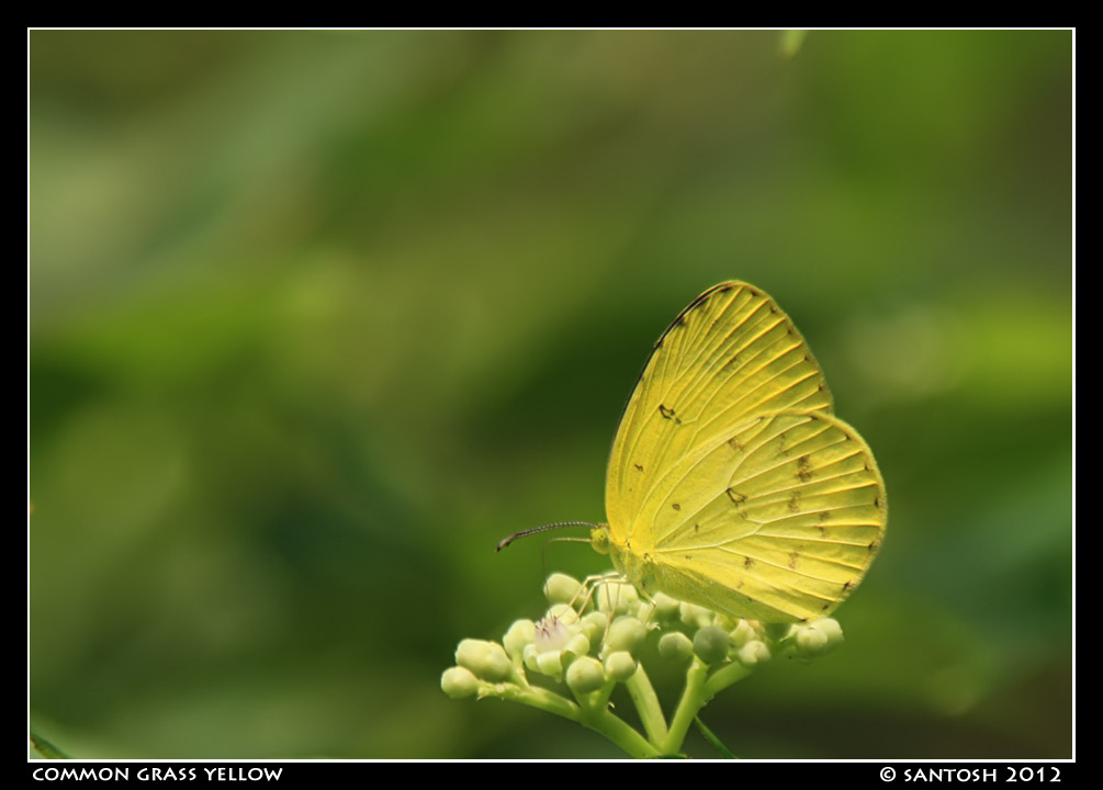 Huchchara Santhe: Butterflies Part V