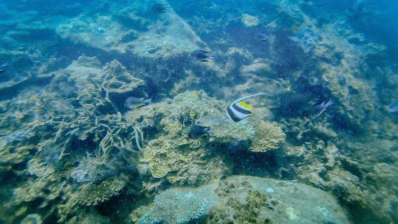 Pennant coralfish