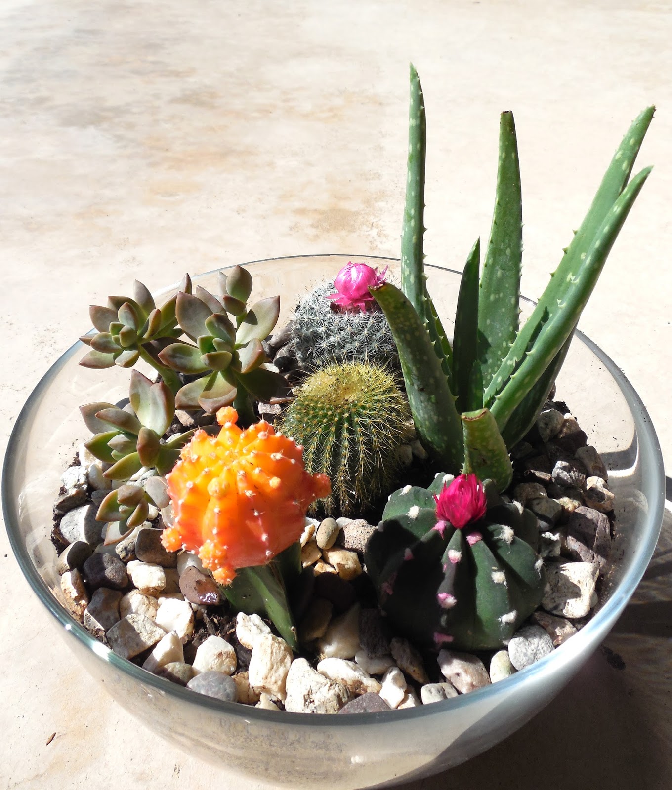 graceful living MINI CACTI PLANTER