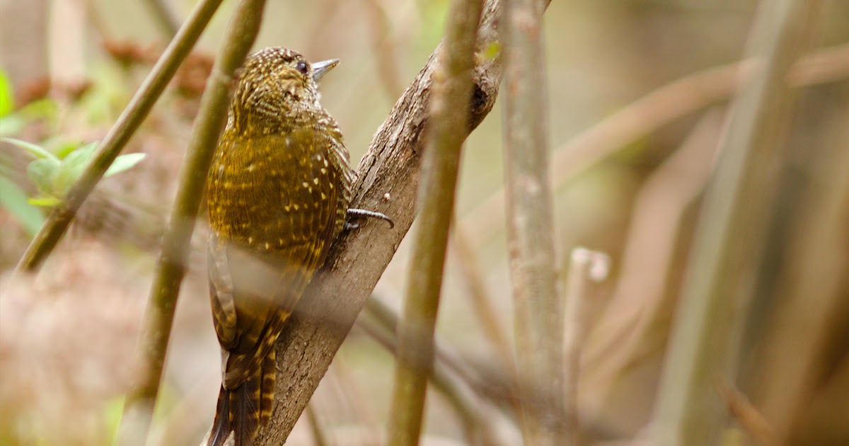 mis fotos de aves Veniliornis frontalis Carpintero Oliva Yungueño Dot