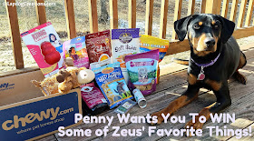 Penny Never Met Her Big Angel Brother Zeus, but She Knows He was Amazing - and she wants you to win some of his favorite things! #CelebrateLife #InHonorofZeus #doggiveaway #Chewy #LapdogCreations #dogbirthday ©LapdogCreations