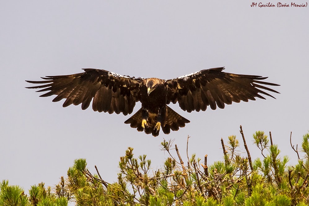 Fotografía de Naturaleza JM Gavilán Águila imperial ibérica (Aquila adalberti)