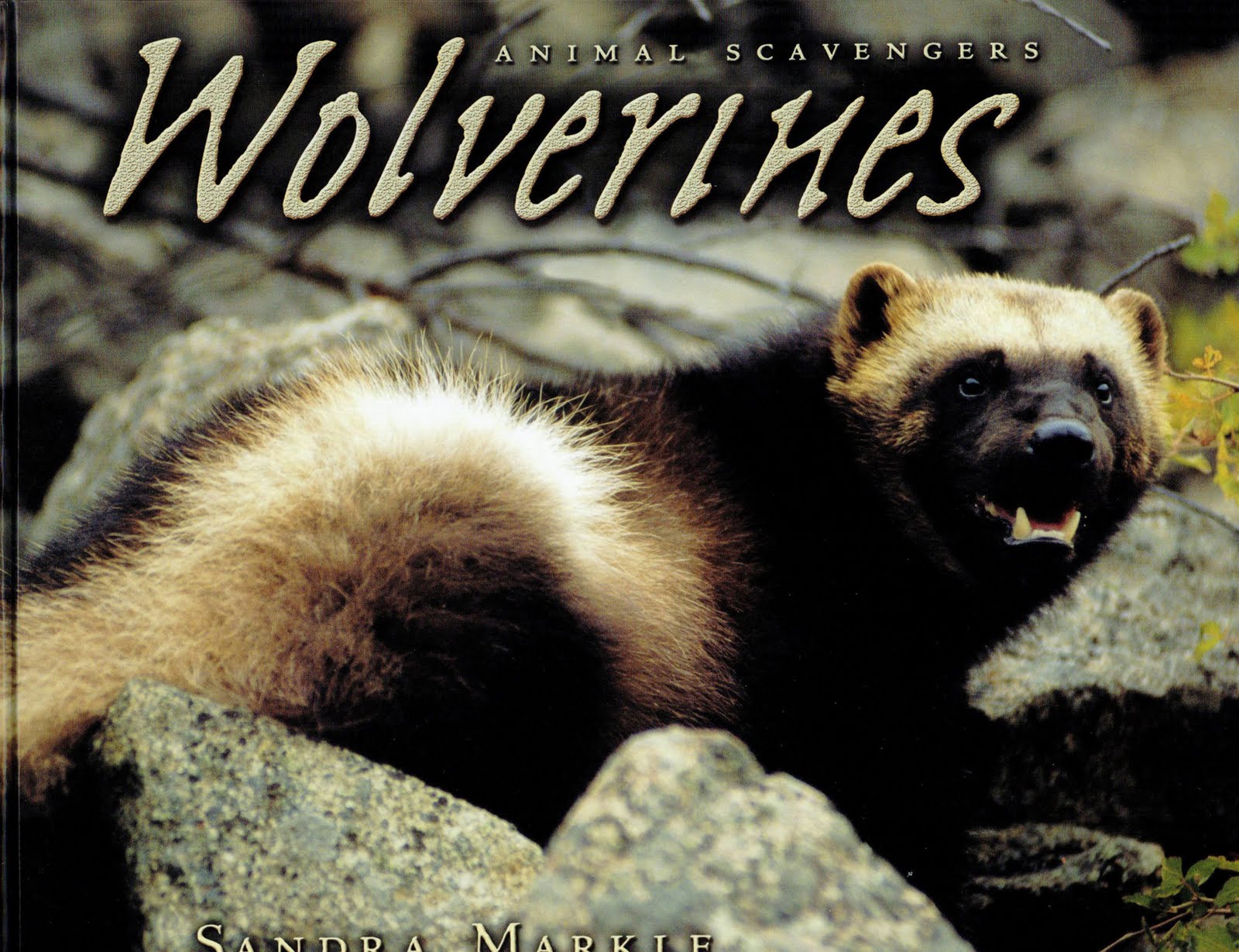 One example is ANIMAL SCAVENGERS: WOLVERINES (Lerner, 2005) which was ...