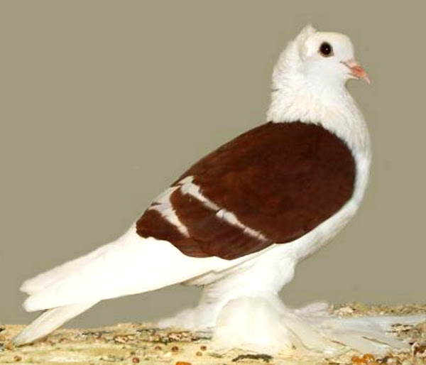 saxon shield pigeon, saxon shield pigeons, about saxon shield pigeon, saxon shield pigeon appearance, saxon shield pigeon breed, saxon shield pigeon breed info, saxon shield pigeon breed facts, saxon shield pigeon behavior, saxon shield pigeon care, caring saxon shield pigeon, saxon shield pigeon color, saxon shield pigeon color varieties, saxon shield pigeon characteristics, saxon shield pigeon eggs, saxon shield pigeon facts, saxon shield pigeon for exhibition, saxon shield pigeon history, saxon shield pigeon info, saxon shield pigeon images, saxon shield pigeon origin, saxon shield pigeon photos, saxon shield pigeon pictures, saxon shield pigeon rarity, saxon shield pigeon rearing, raising saxon shield pigeon, saxon shield pigeon size, saxon shield pigeon temperament, saxon shield pigeon tame, saxon shield pigeon uses, saxon shield pigeon varieties, saxon shield pigeon weight