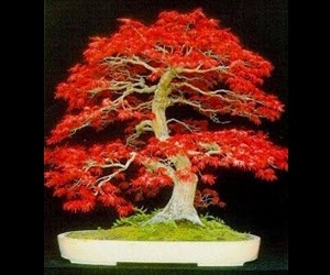 <img src="bonsai18.jpg" alt="foto bonsai">