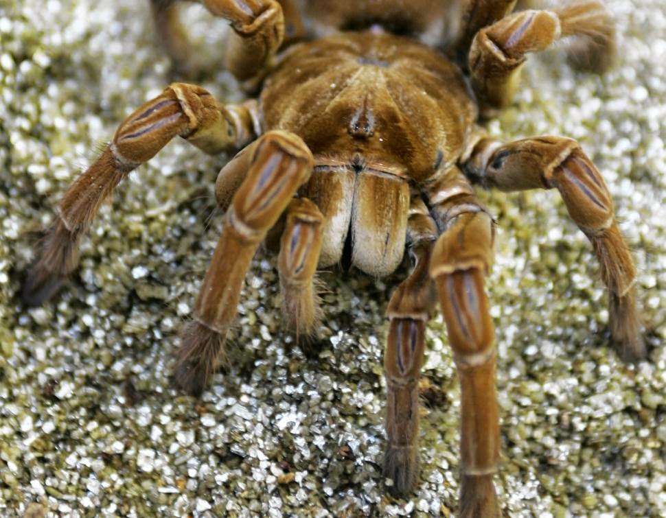 PuppySized Spider Surprises Scientist in Rainforest Fun Animals Wiki