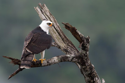 Black and white Hawk eagle