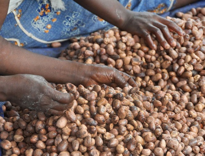 Better Cooking With Shea Butter Chic African Culture