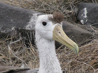 Funny Albatross