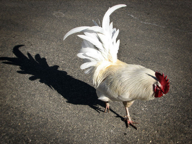 rooster shadow rooster shadow