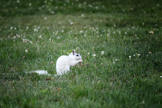 White Squirrel in Brevard, NC