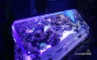 jakarta aquarium neo soho