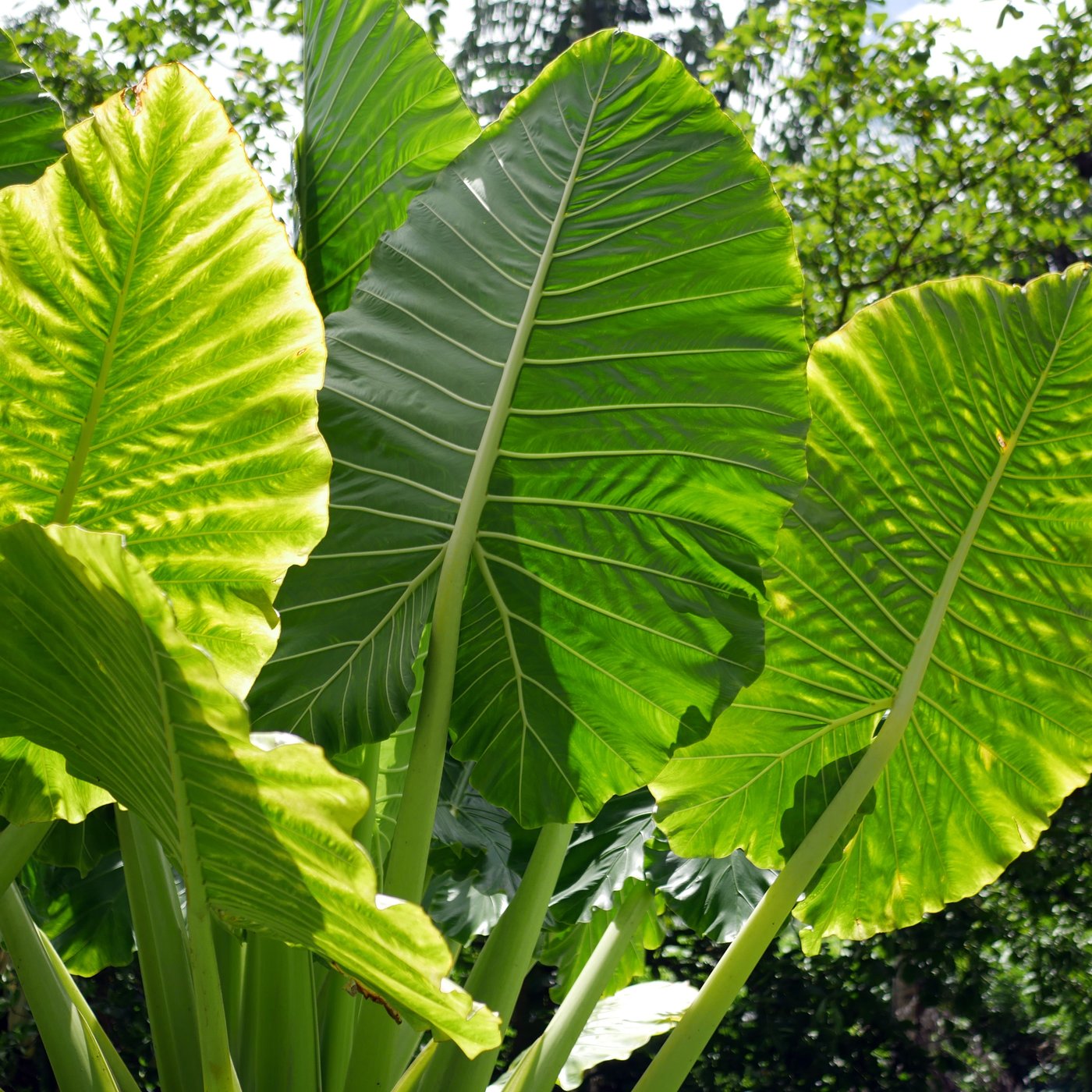 Alocasia macrorrhizos «oreja de elefante» Id Plantae