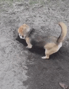 Funny animal gifs - part 310, best funny gif, cute animal gif