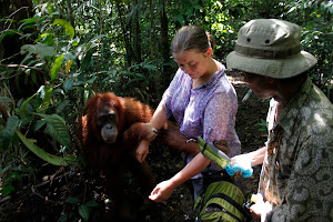 the jungle guide do big effort to help the tourist from orangutan robbing
