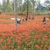 Taman Bunga Amaryllis Ala Keukenhof dari Gunung Kidul-Yogyakarta