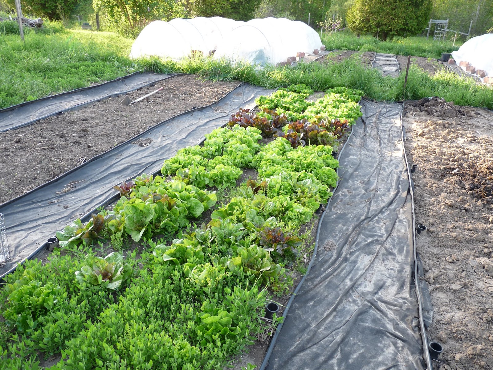 Seasonal Ontario Food So How Big Should Your Vegetable Garden Be