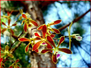 Encyclia tampensis