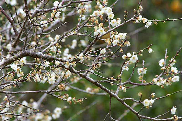 plum  blossoms, branch, tree