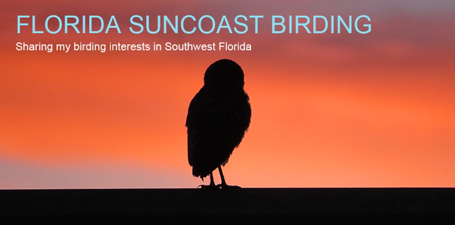 Florida Suncoast Birding