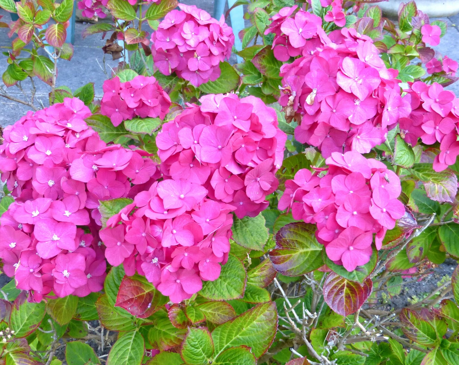 Yellow, Pink and Sparkly August 2016