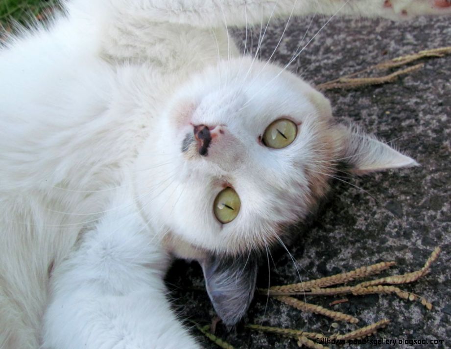 Funny Cats Taking Selfies