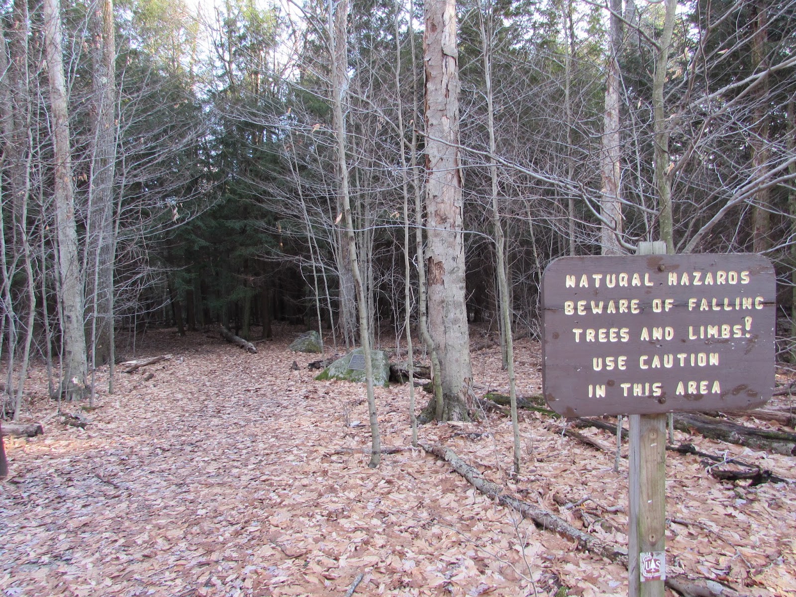 Hearts Content Scenic Area Beautiful Old Growth Forest Allegheny